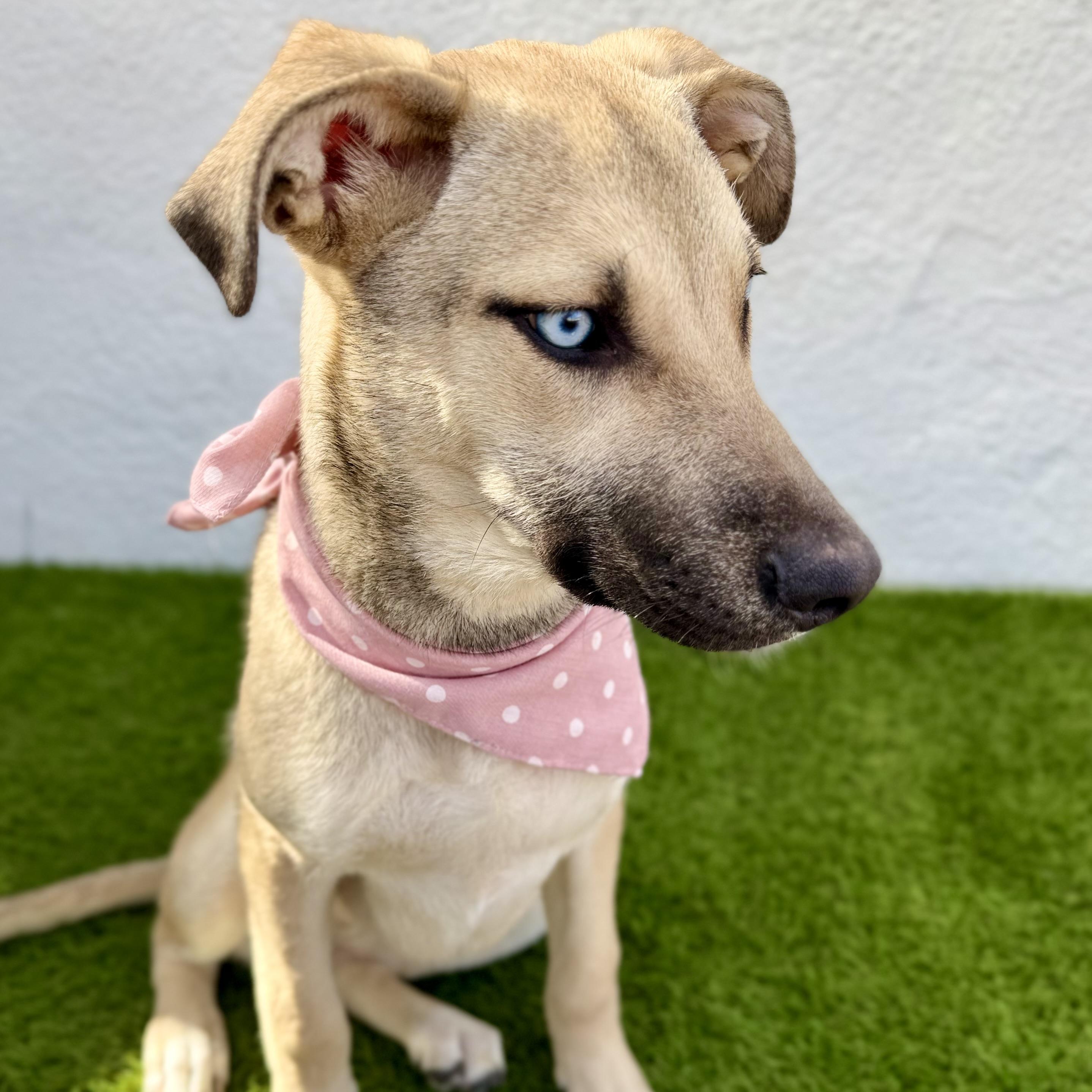 Enlarge BABY BLUE, a Adoptable mixed breed in La Jolla, CA image 5/6