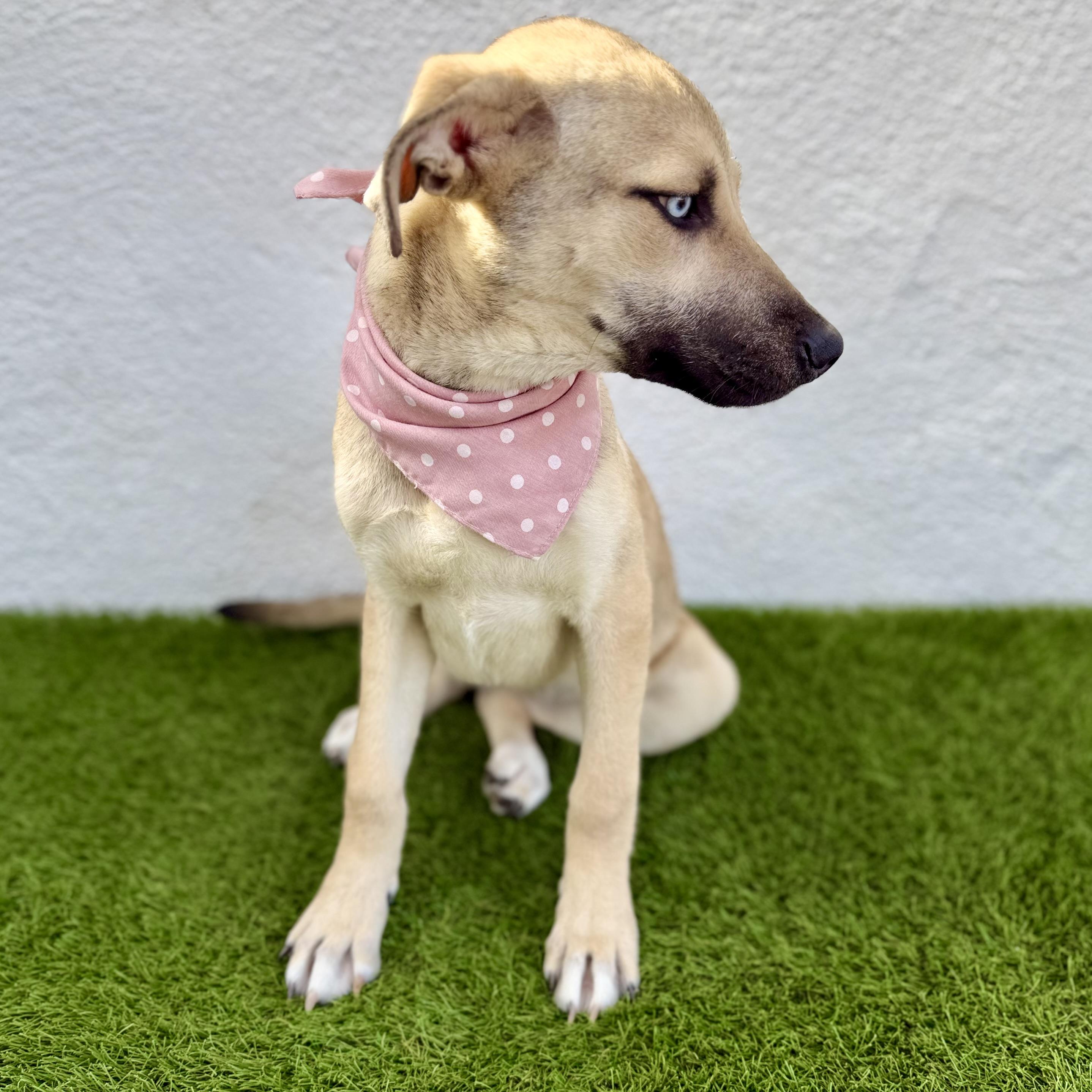 Enlarge BABY BLUE, a Adoptable mixed breed in La Jolla, CA image 2/6
