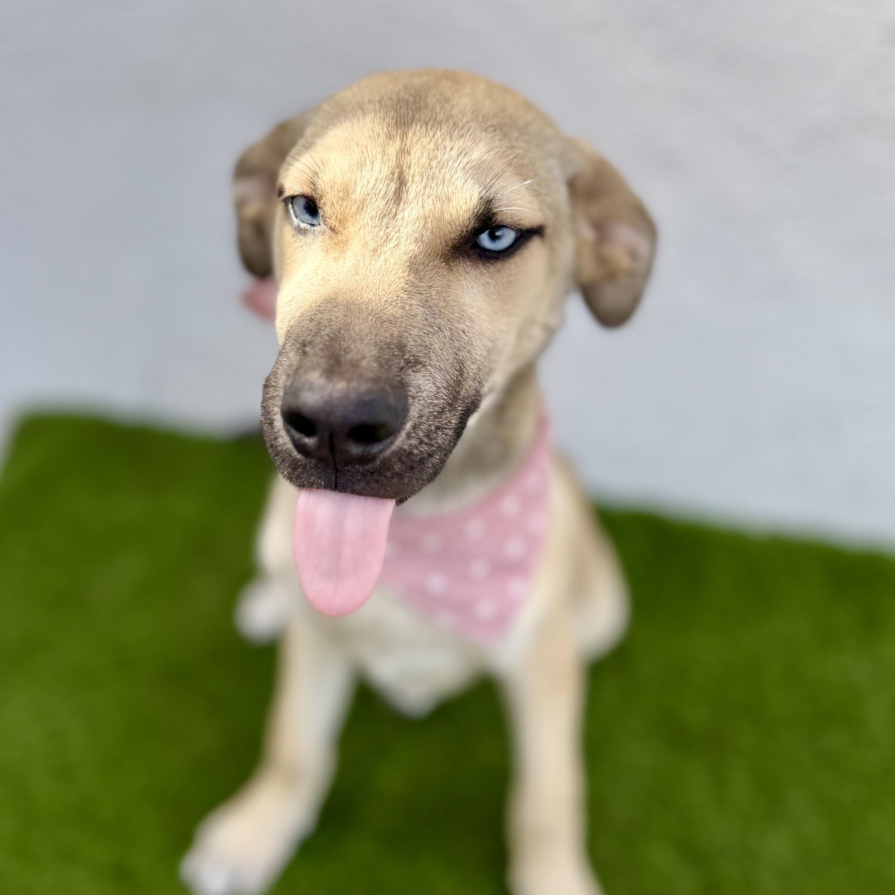 Enlarge BABY BLUE, a Adoptable mixed breed in La Jolla, CA image 6/6