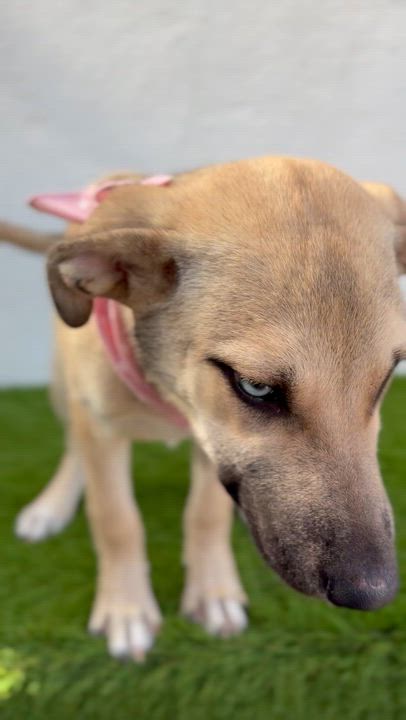 Enlarge BABY BLUE, a Adoptable mixed breed in La Jolla, CA video 4/6