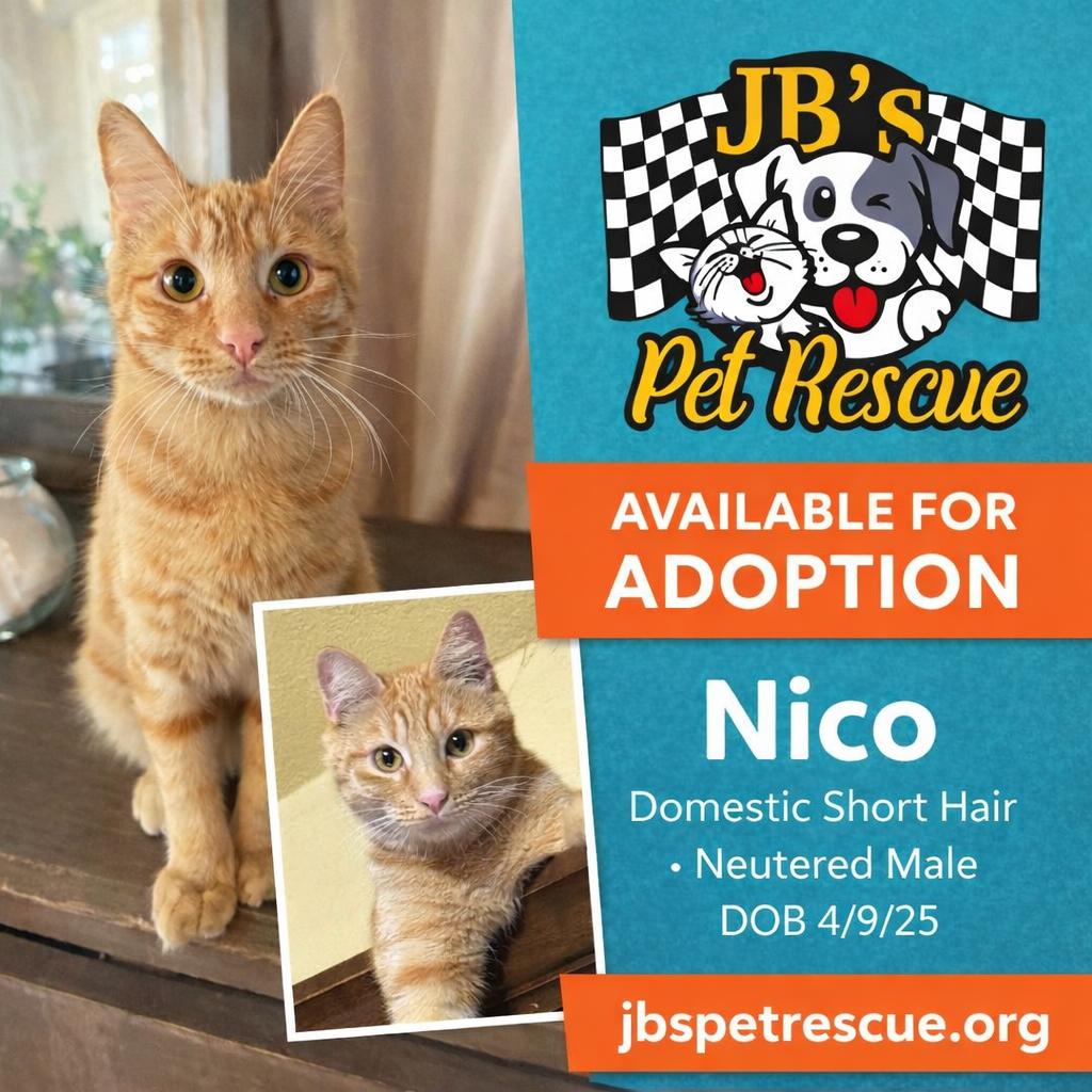 Enlarge Nico, a Adoptable Domestic Short Hair in Mesquite, TX image 2/3
