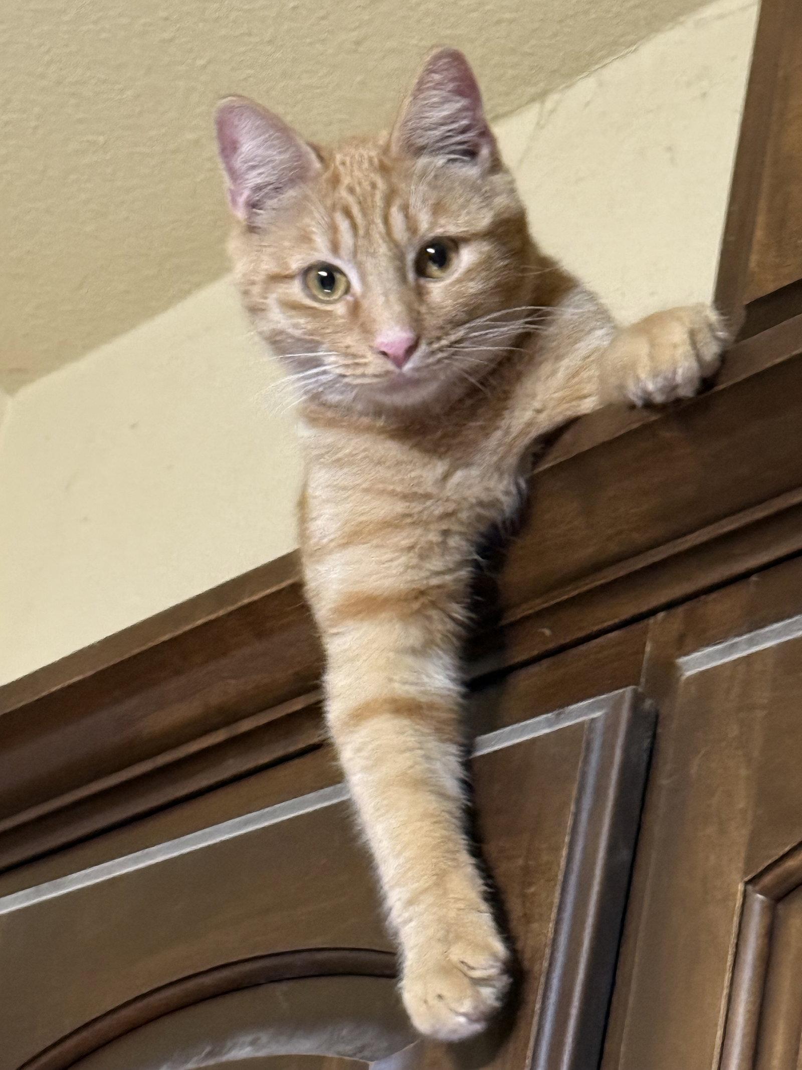 Enlarge Nico, a Adoptable Domestic Short Hair in Mesquite, TX image 3/3