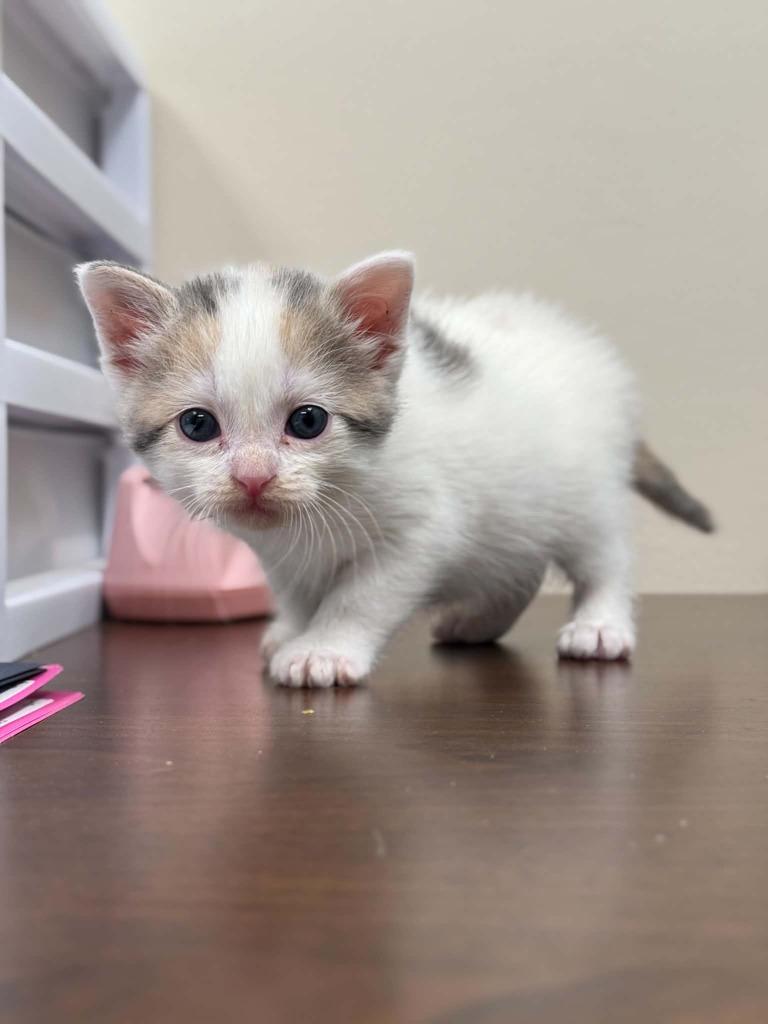 Enlarge Quill, a Adoptable Dilute Calico in Viroqua, WI image 1/2