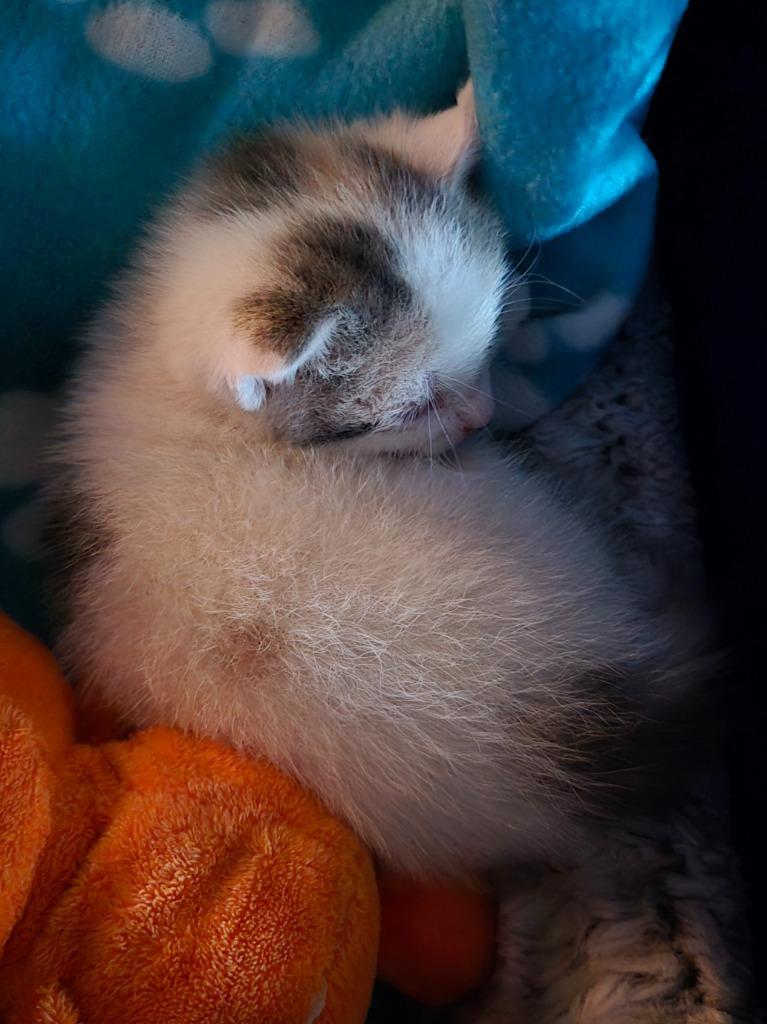 Enlarge Quill, a Adoptable Dilute Calico in Viroqua, WI image 2/2