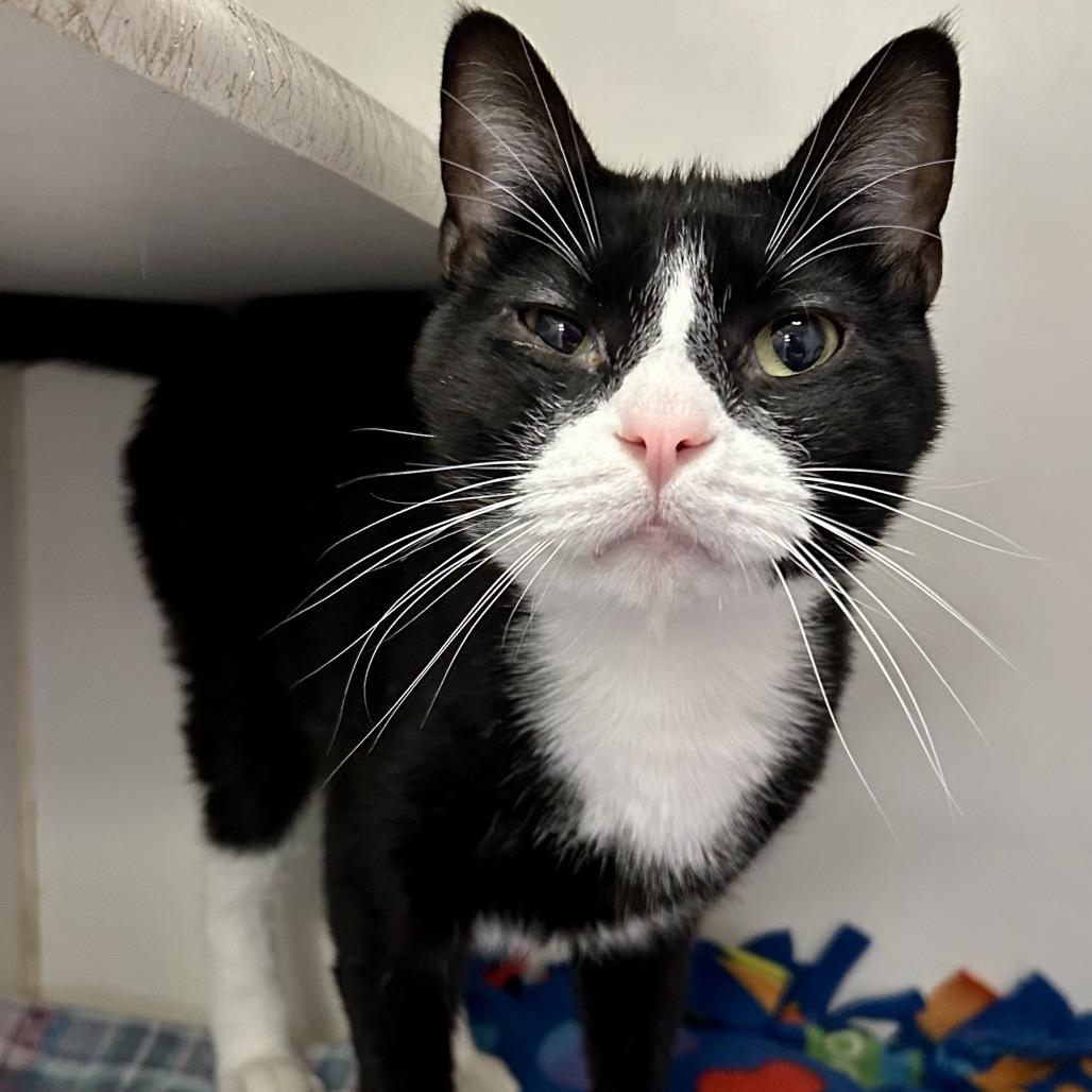 Scrabble, Adoptable, Adult Male Domestic Short Hair.