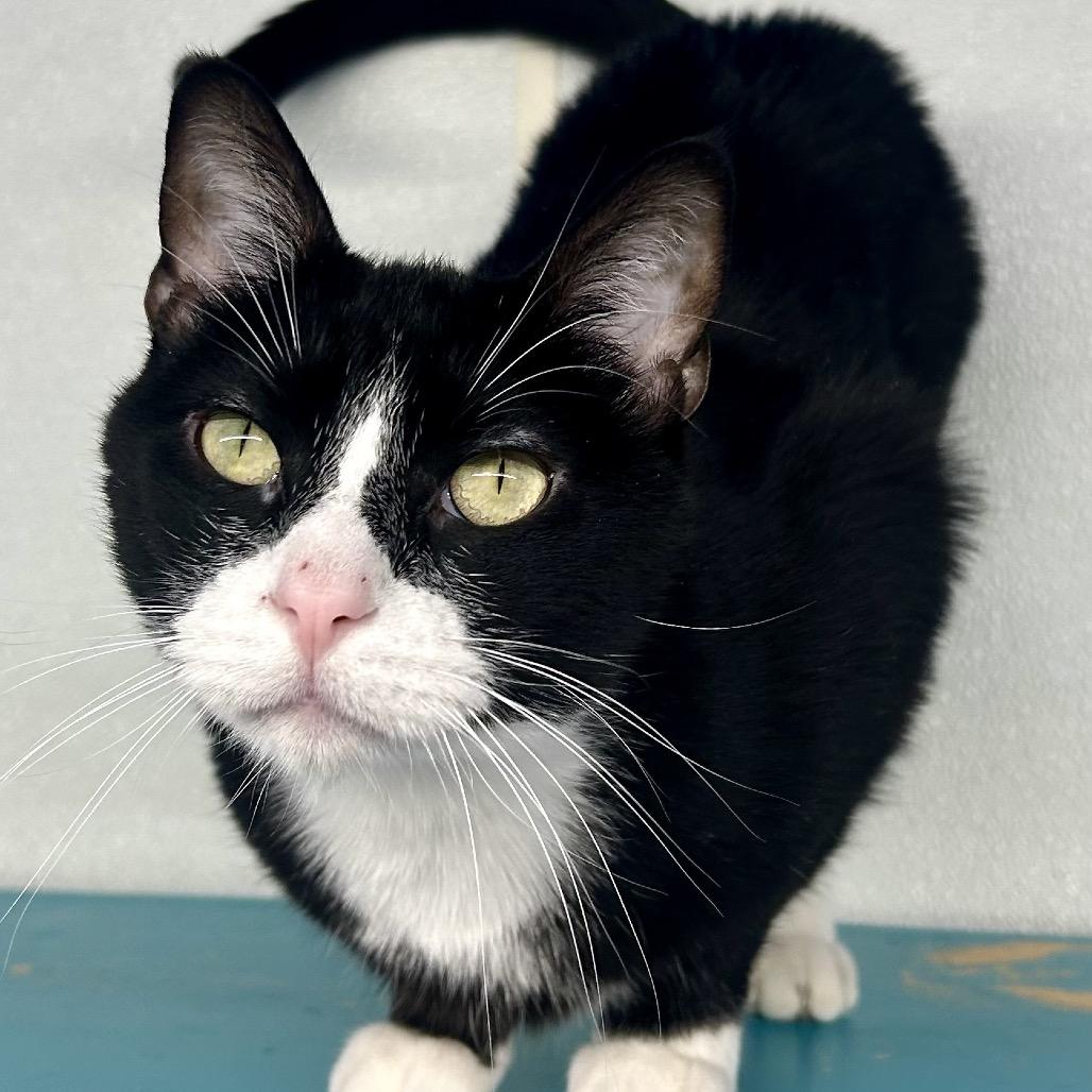 Scrabble, a Adoptable Domestic Short Hair in St Joseph, MO image 2/2