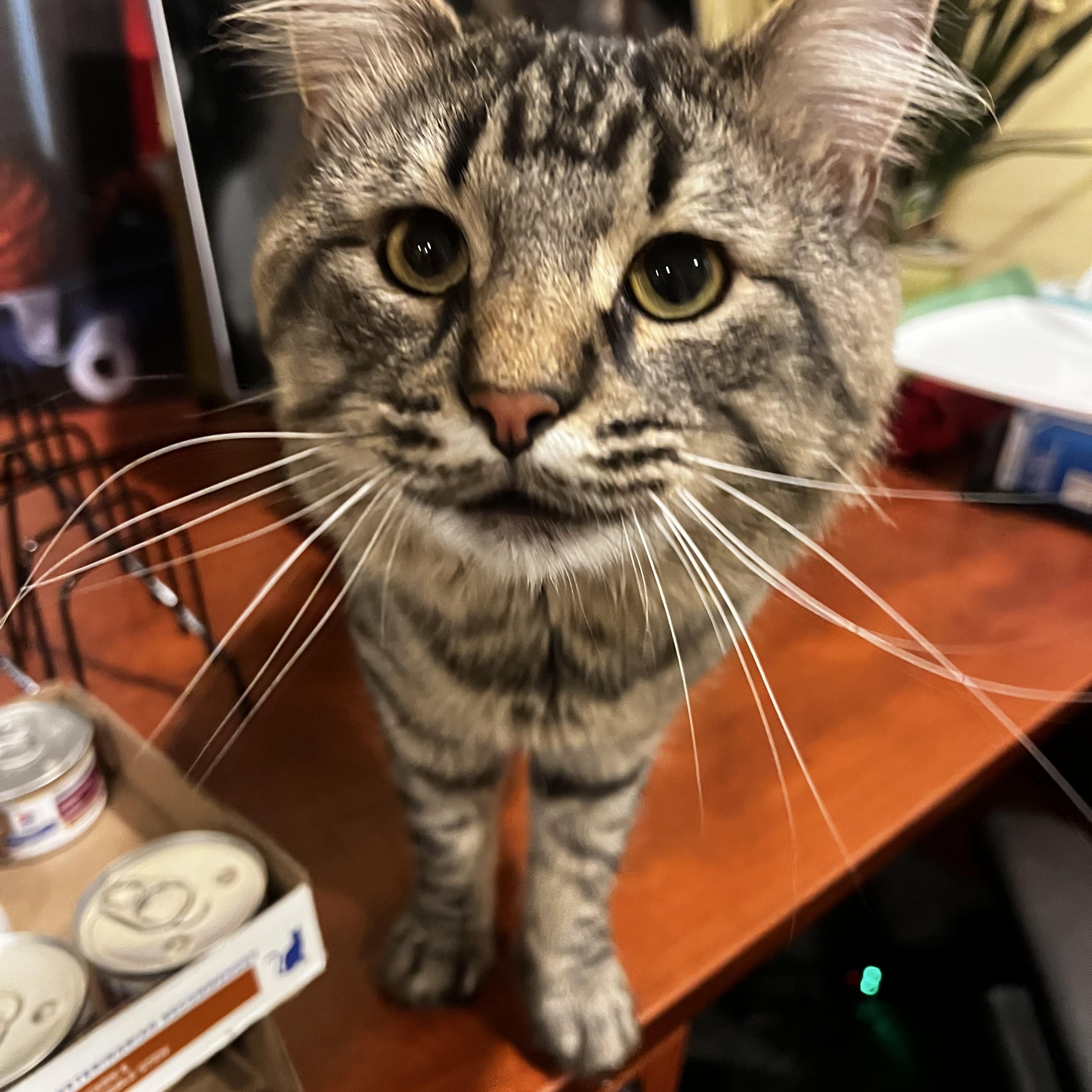 Enlarge Mocha, an adopted Domestic Medium Hair in Manchester, NH image 3/4