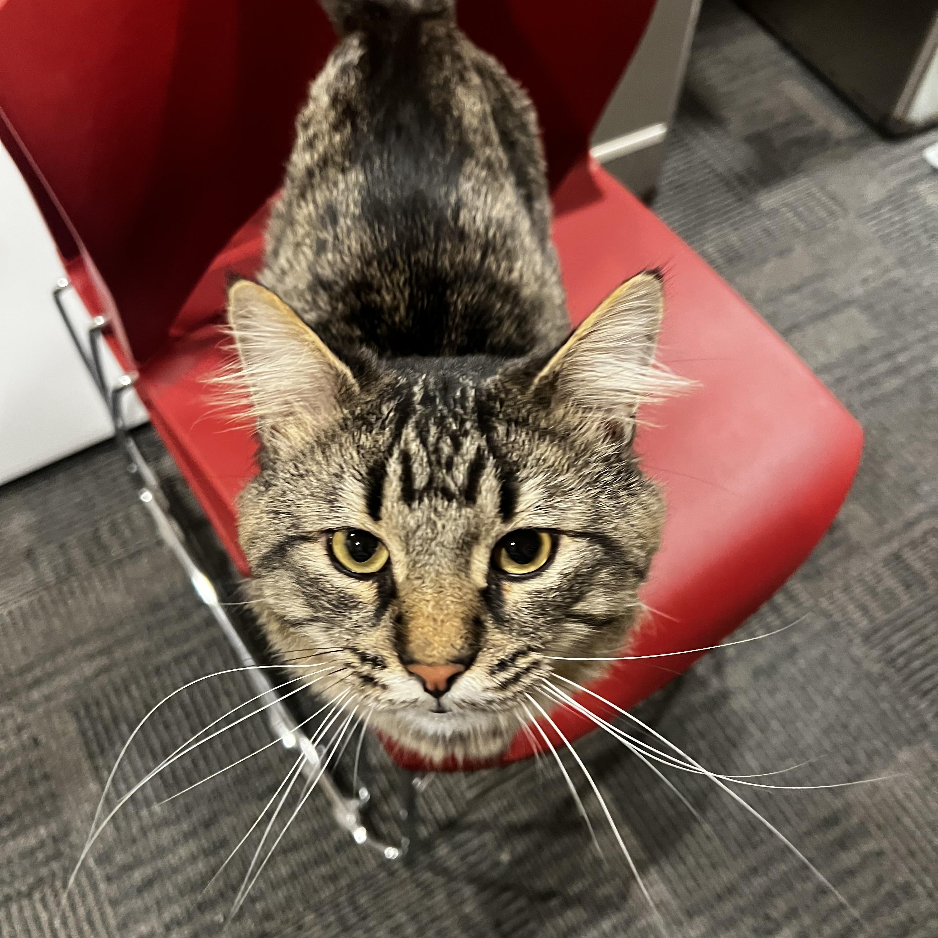 Mocha, adopted, Adult Male Domestic Medium Hair.