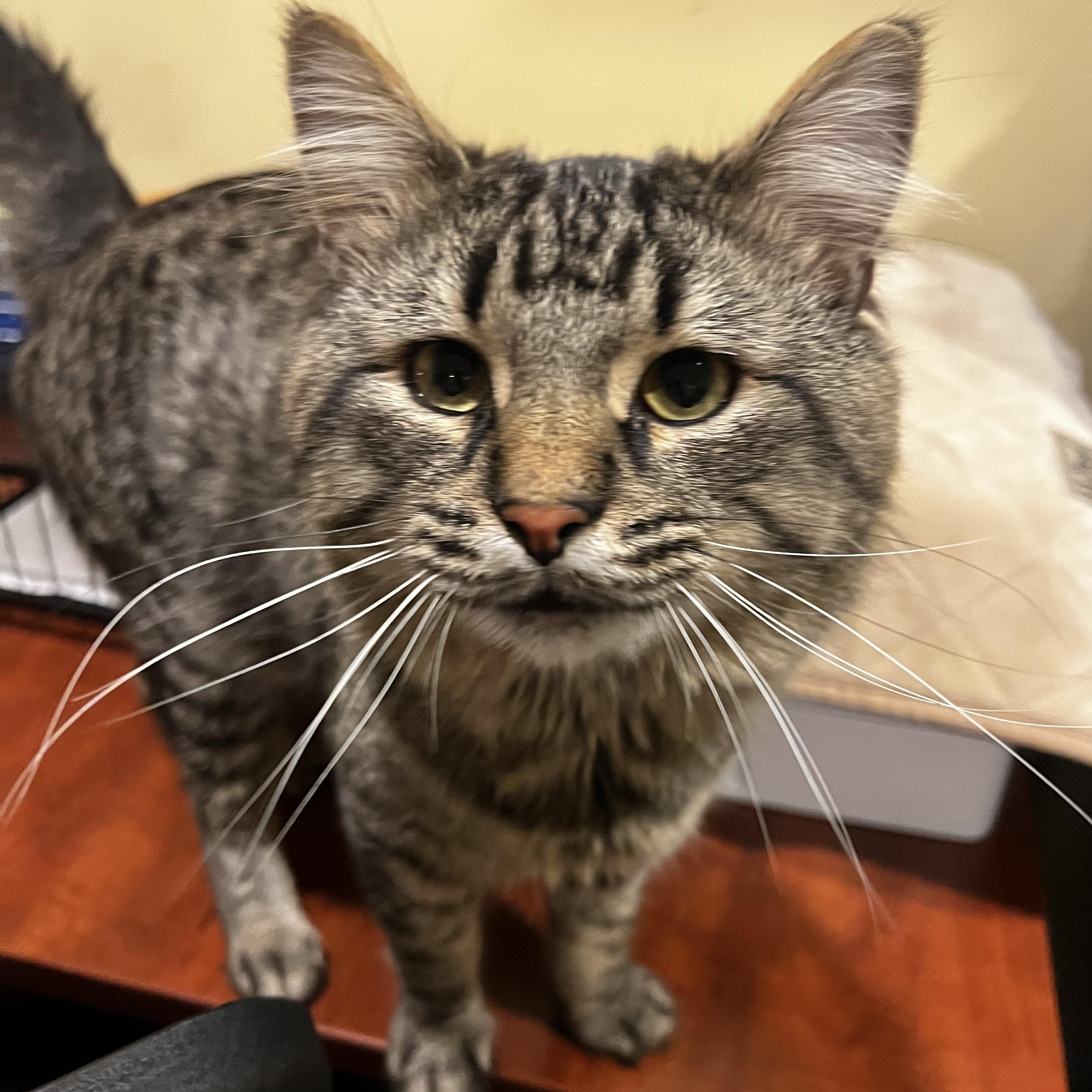 Enlarge Mocha, an adopted Domestic Medium Hair in Manchester, NH image 1/4