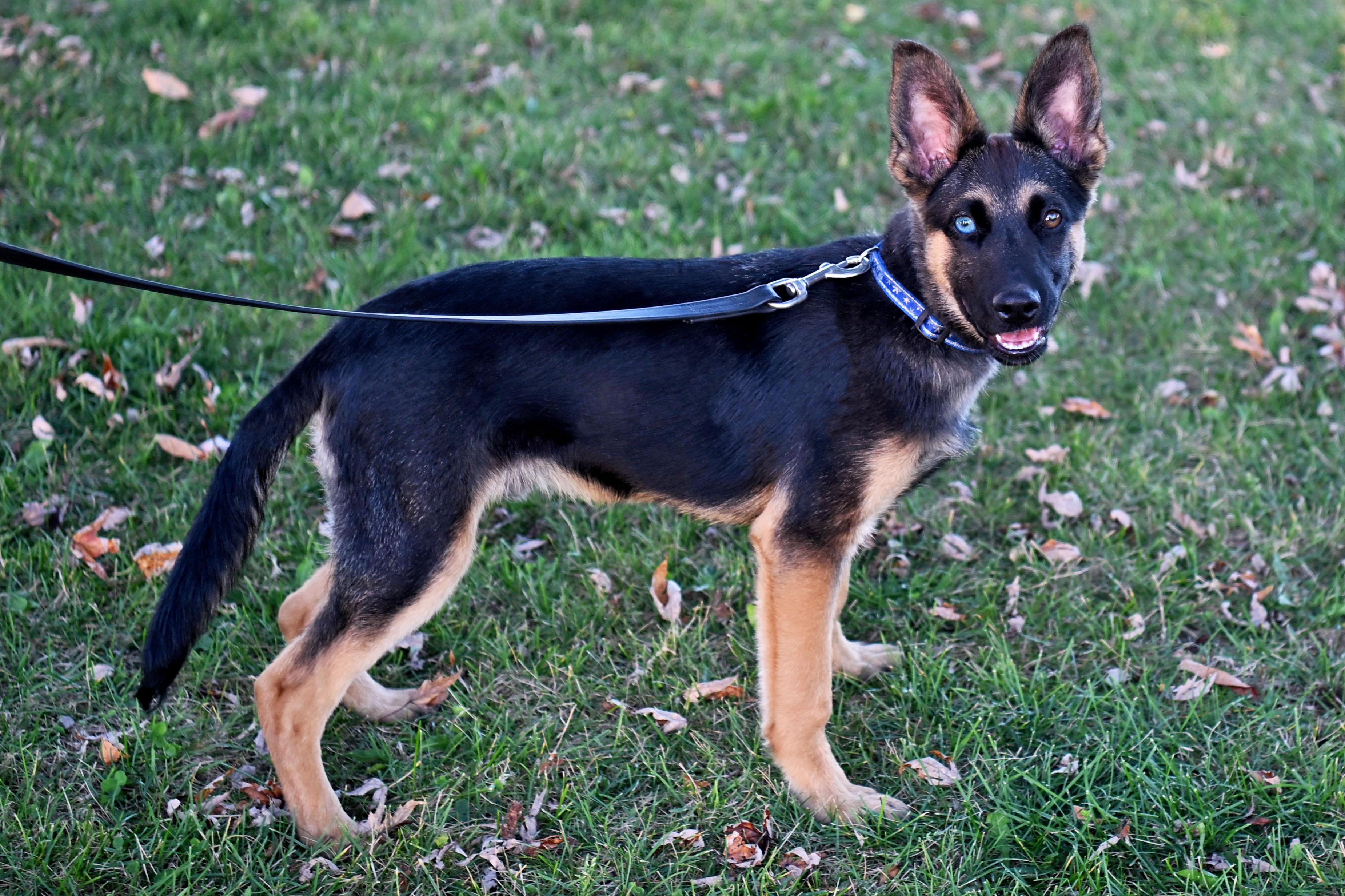Dino, adopted, Puppy Male German Shepherd Dog.