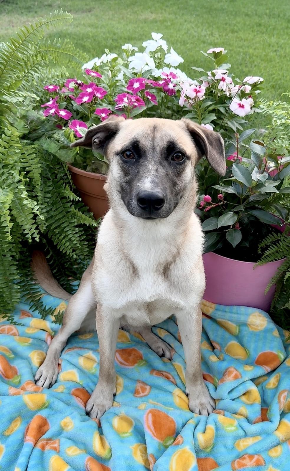 Enlarge Amazing Rue, a ADOPTABLE mixed breed in West Hartford , CT image 4/5