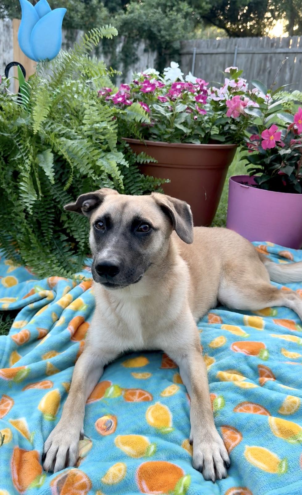 Enlarge Amazing Rue, a ADOPTABLE mixed breed in West Hartford , CT image 2/5