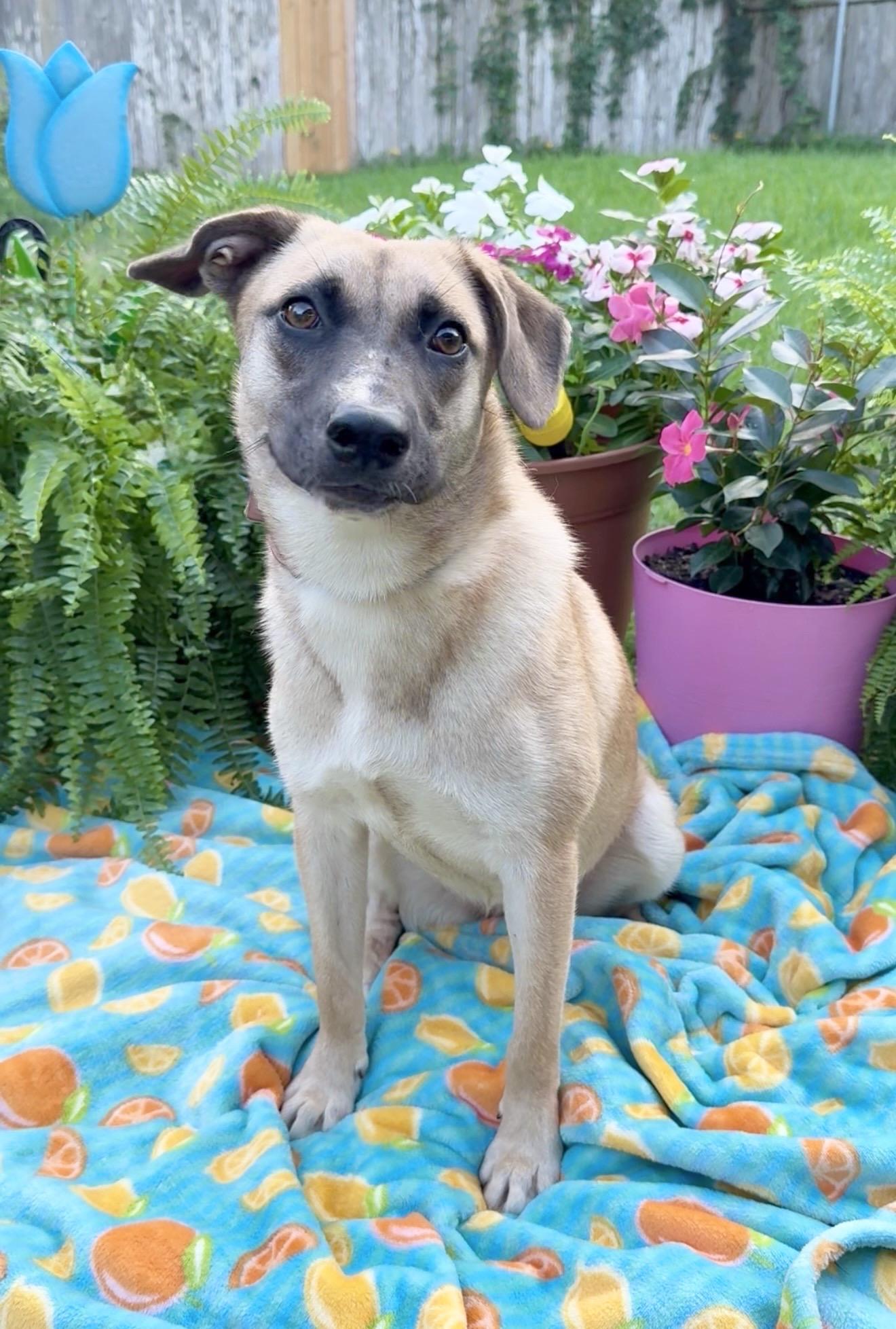 Amazing Rue, ADOPTABLE, Young Female Labrador Retriever & Black Mouth Cur.