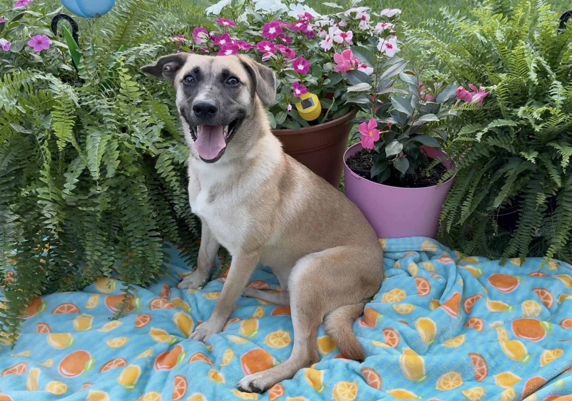 Enlarge Amazing Rue, a ADOPTABLE mixed breed in West Hartford , CT image 5/5