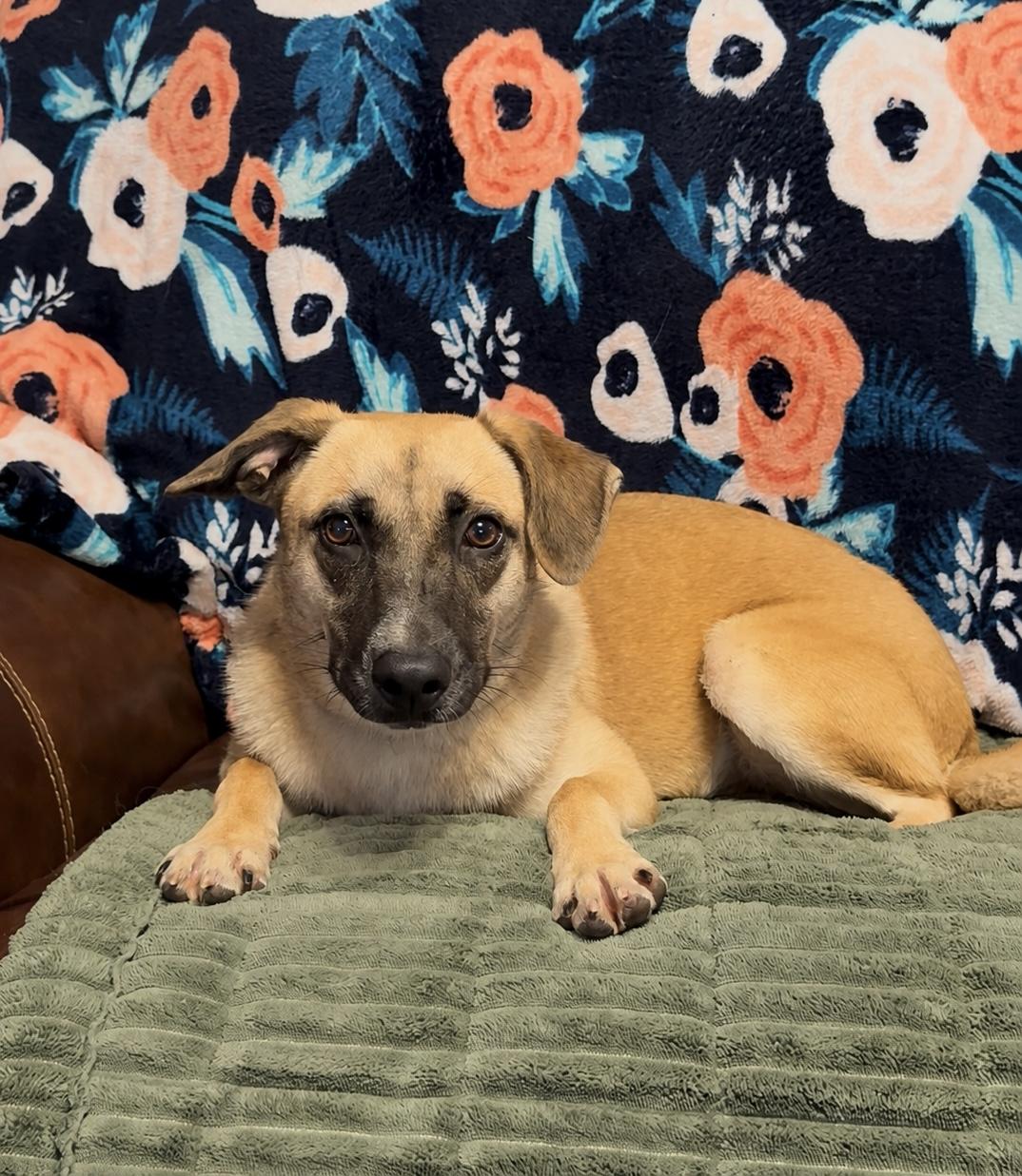 Enlarge Amazing Rue, a ADOPTABLE mixed breed in West Hartford , CT image 3/5