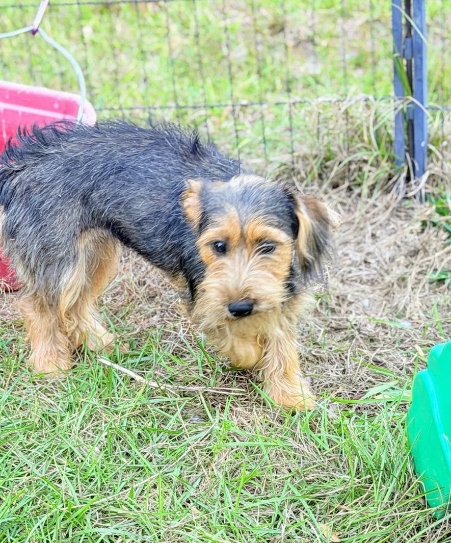 Enlarge GRETTA, a Adopted mixed breed in Hartford, CT image 4/5