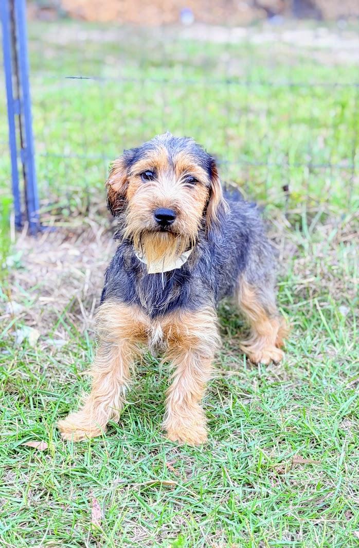 Enlarge GRETTA, a Adopted mixed breed in Hartford, CT image 2/5