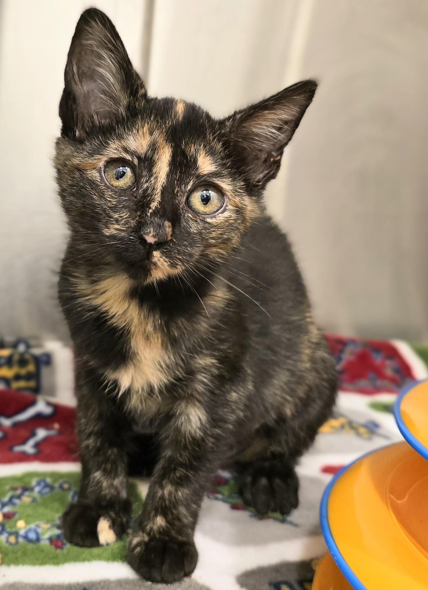 5-172 Baby Ellie, Baby Female Domestic Short Hair