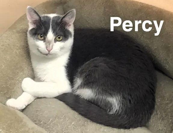 Enlarge Percy, a Adoptable Domestic Short Hair in Chesapeake, VA image 1/3