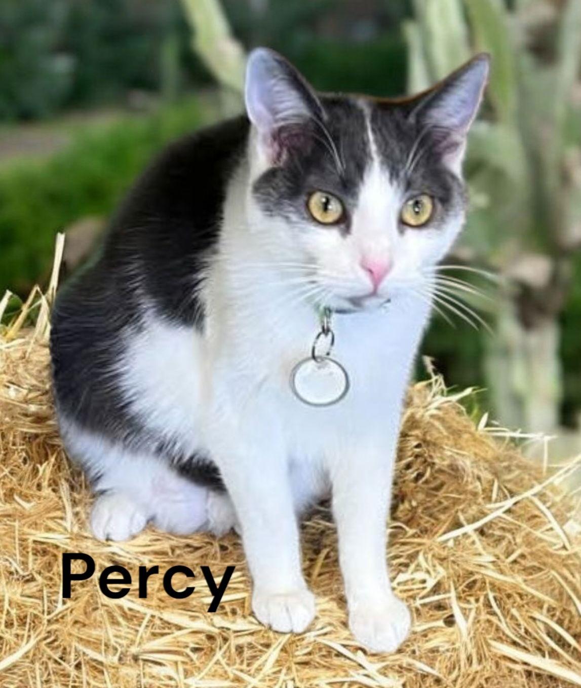 Enlarge Percy, a Adoptable Domestic Short Hair in Chesapeake, VA image 2/3