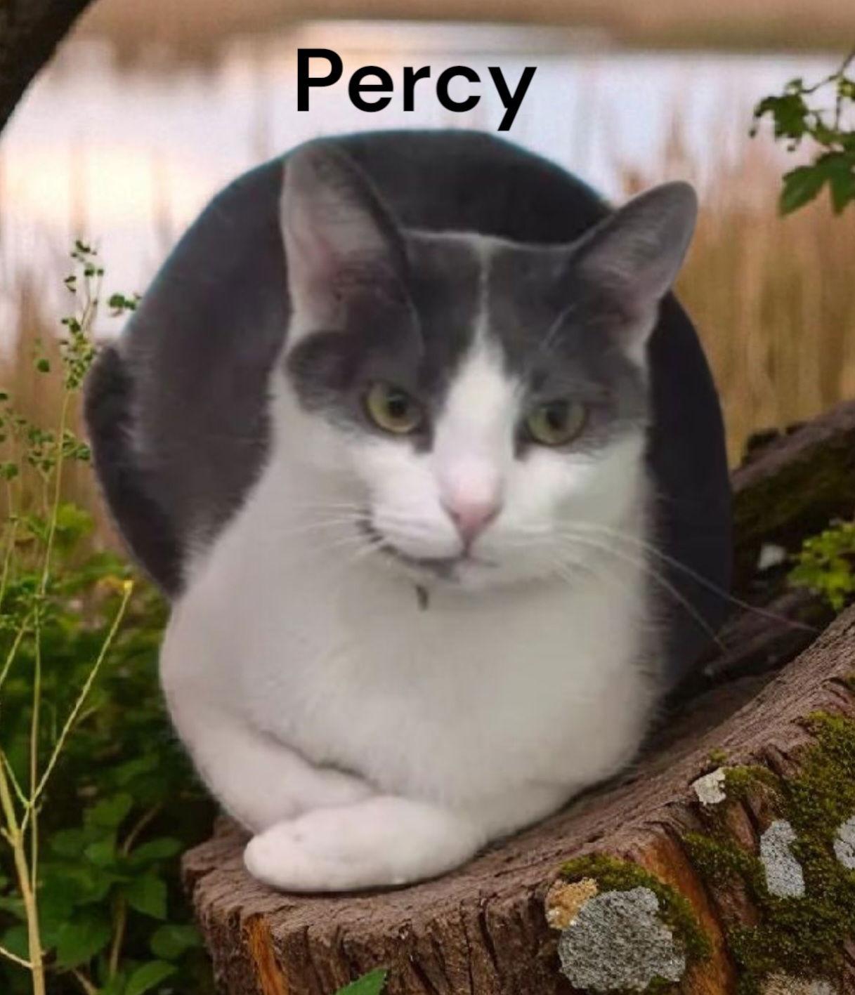 Percy, Adoptable, Adult Male Domestic Short Hair.