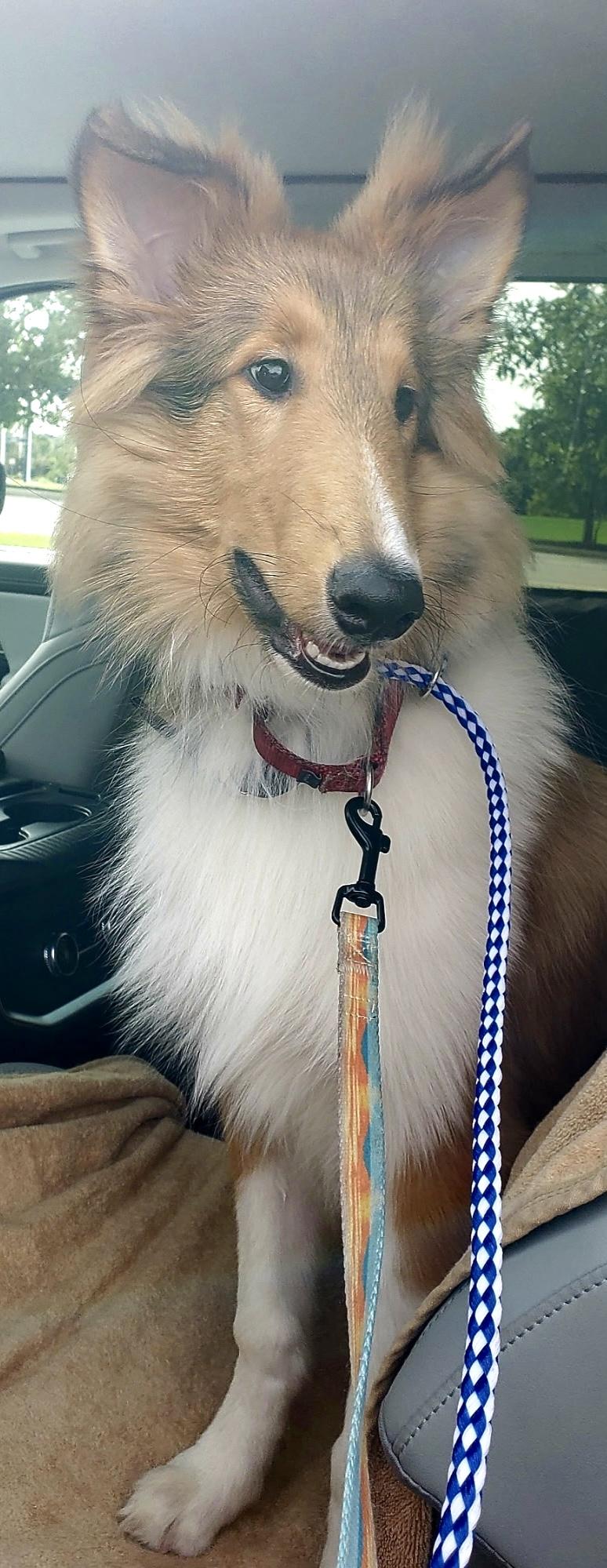 Enlarge Hamish, a Adoptable Rough Collie in Elyria, OH image 1/6