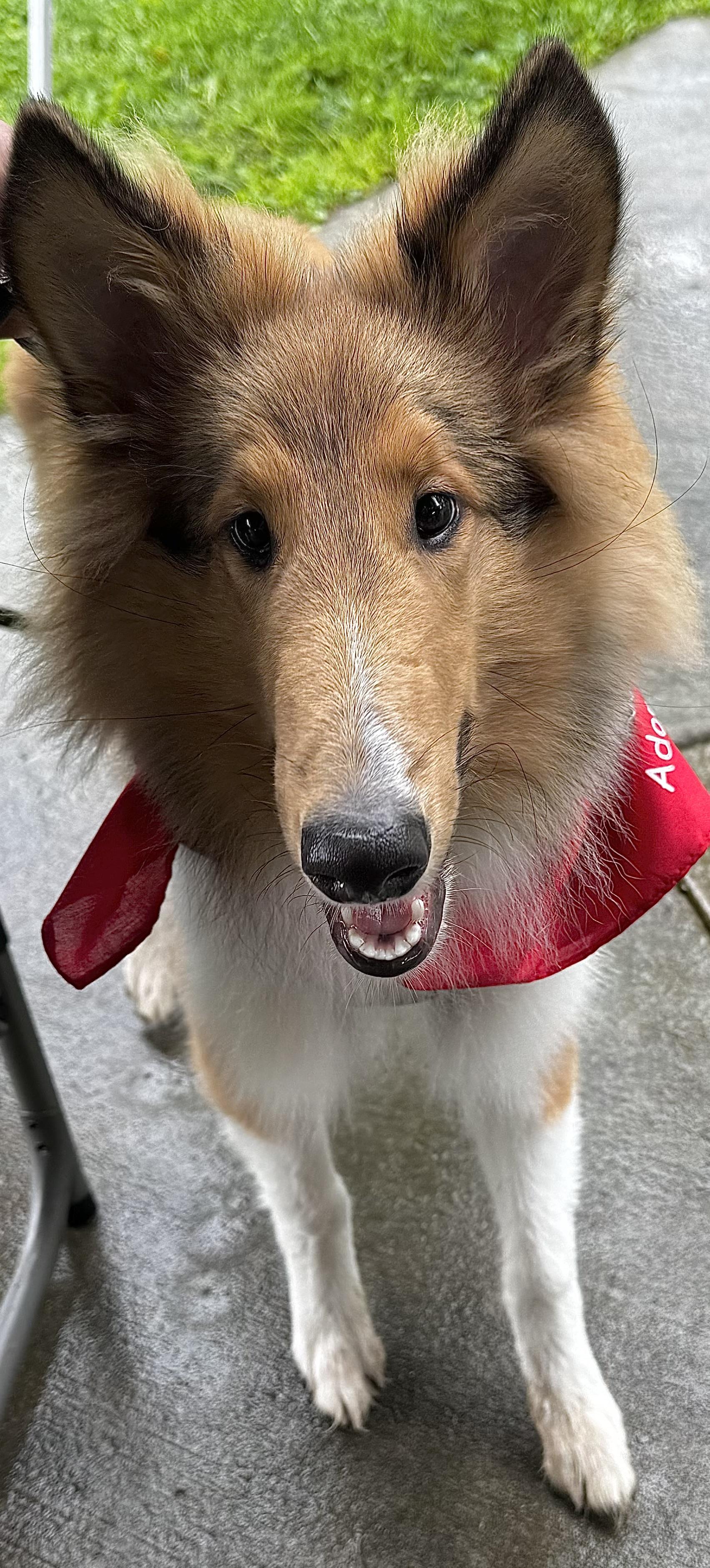 Enlarge Hamish, a Adoptable Rough Collie in Elyria, OH image 2/6