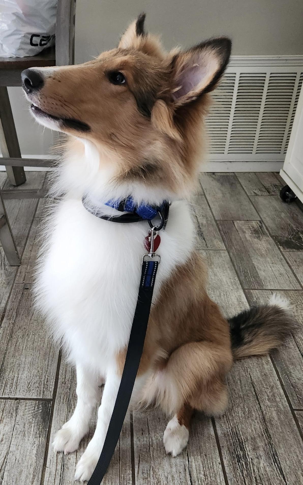 Enlarge Hamish, a Adoptable Rough Collie in Elyria, OH image 3/6