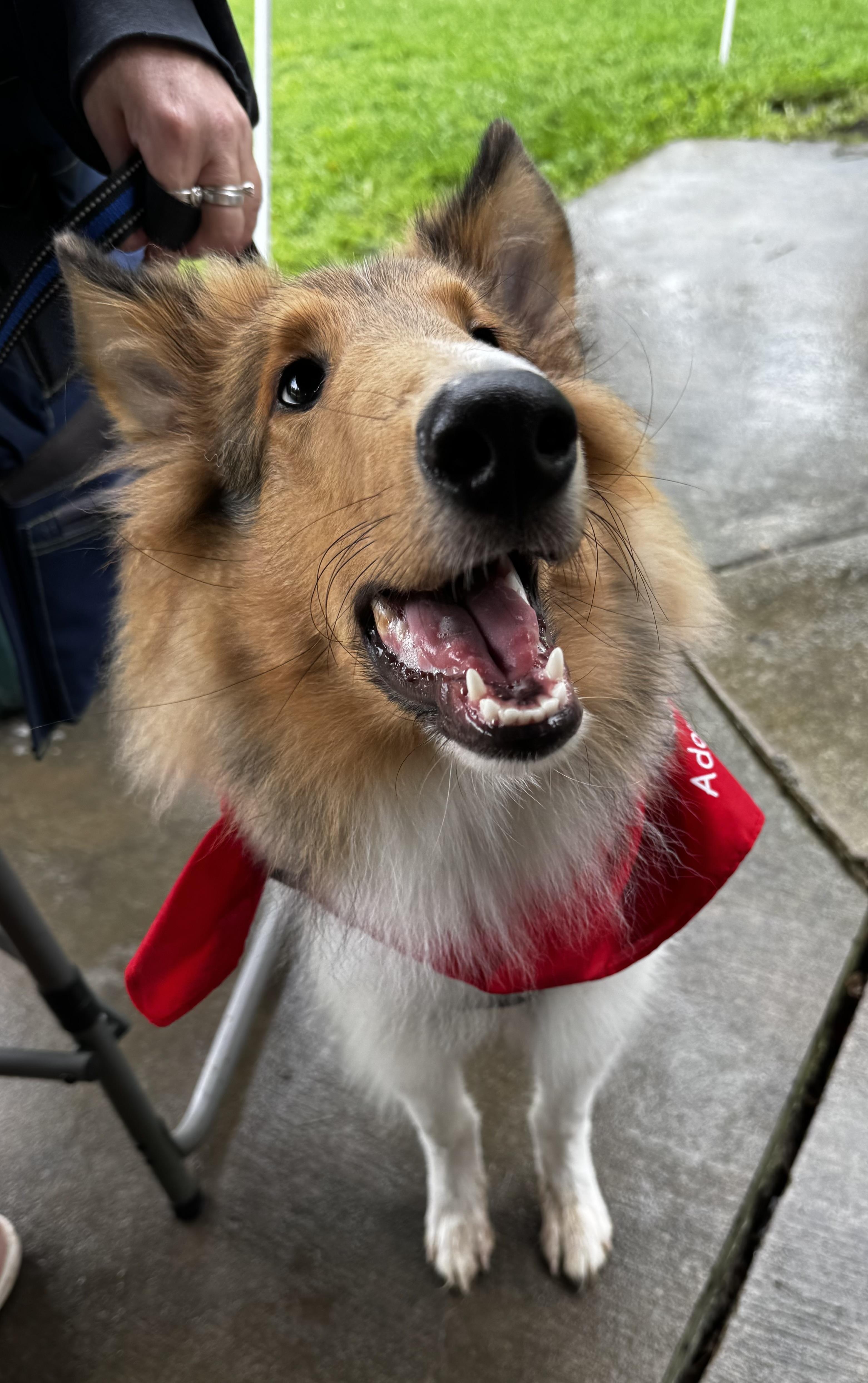 Enlarge Hamish, a Adoptable Rough Collie in Elyria, OH image 4/6