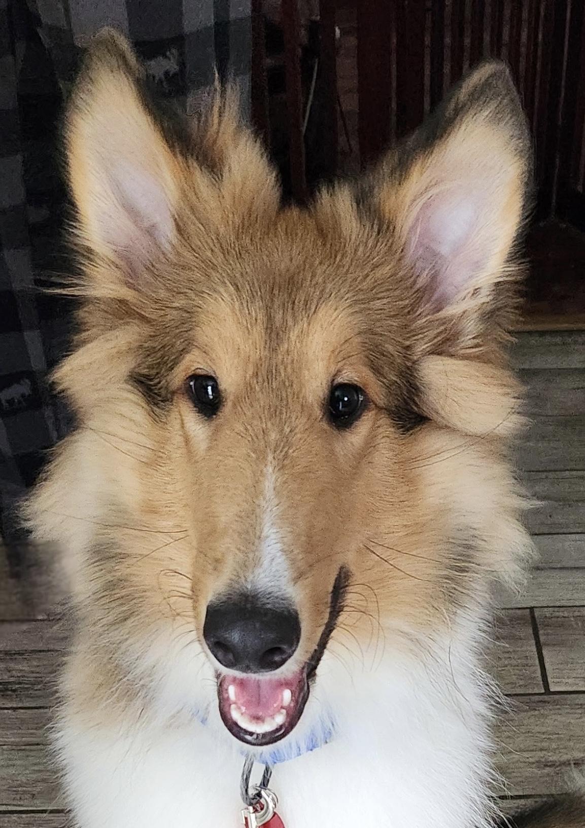 Enlarge Hamish, a Adoptable Rough Collie in Elyria, OH image 5/6