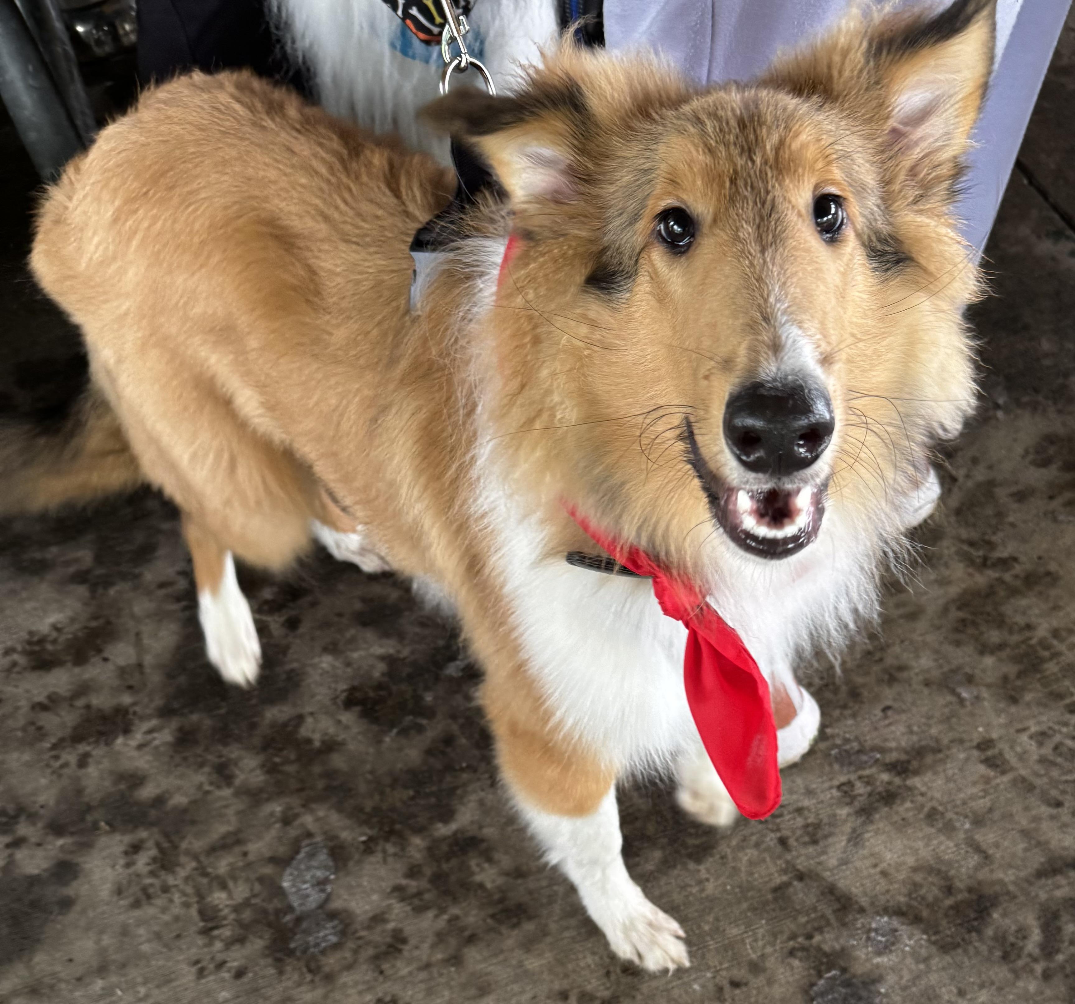 Enlarge Hamish, a Adoptable Rough Collie in Elyria, OH image 6/6