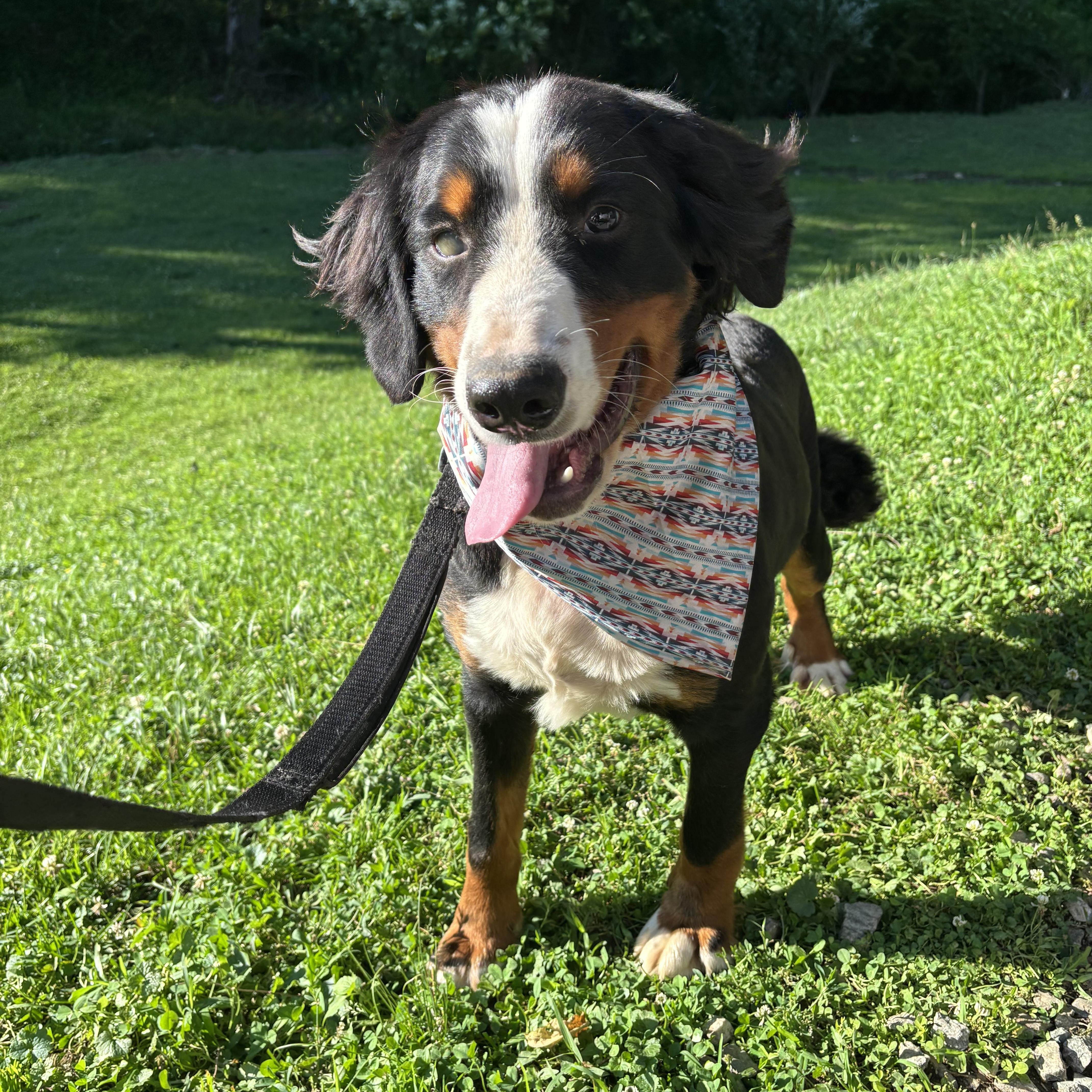 Enlarge Sawyer, a ADOPTABLE Bernese Mountain Dog in Maiden, NC image 1/1