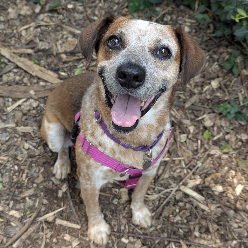 Hugo, Adoptable, Senior Male Cattle Dog & Hound.