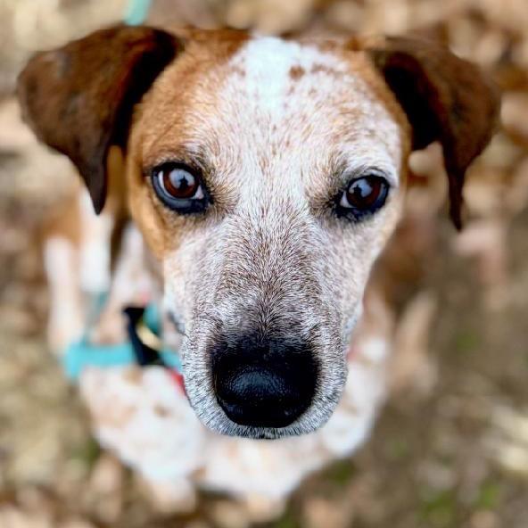Enlarge Hugo, a Adoptable mixed breed in Aldie, VA image 2/5