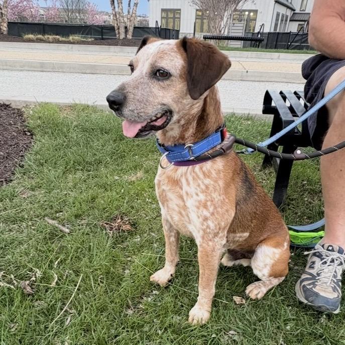 Enlarge Hugo, a Adoptable mixed breed in Aldie, VA image 3/5
