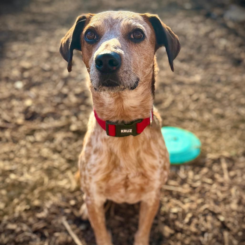 Enlarge Hugo, a Adoptable mixed breed in Aldie, VA image 4/5