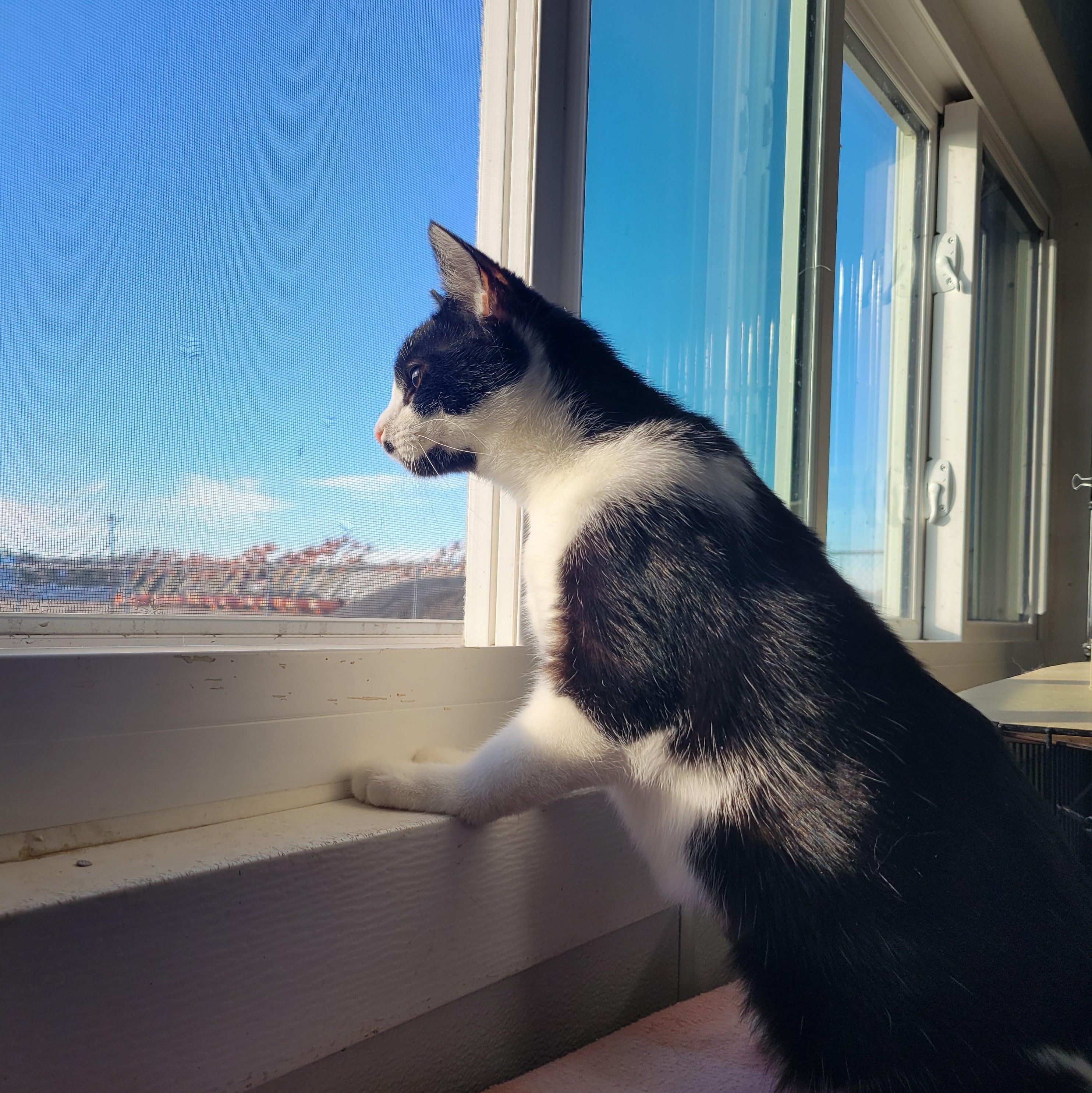 Juliet, ADOPTABLE, Kitten Female Domestic Short Hair.