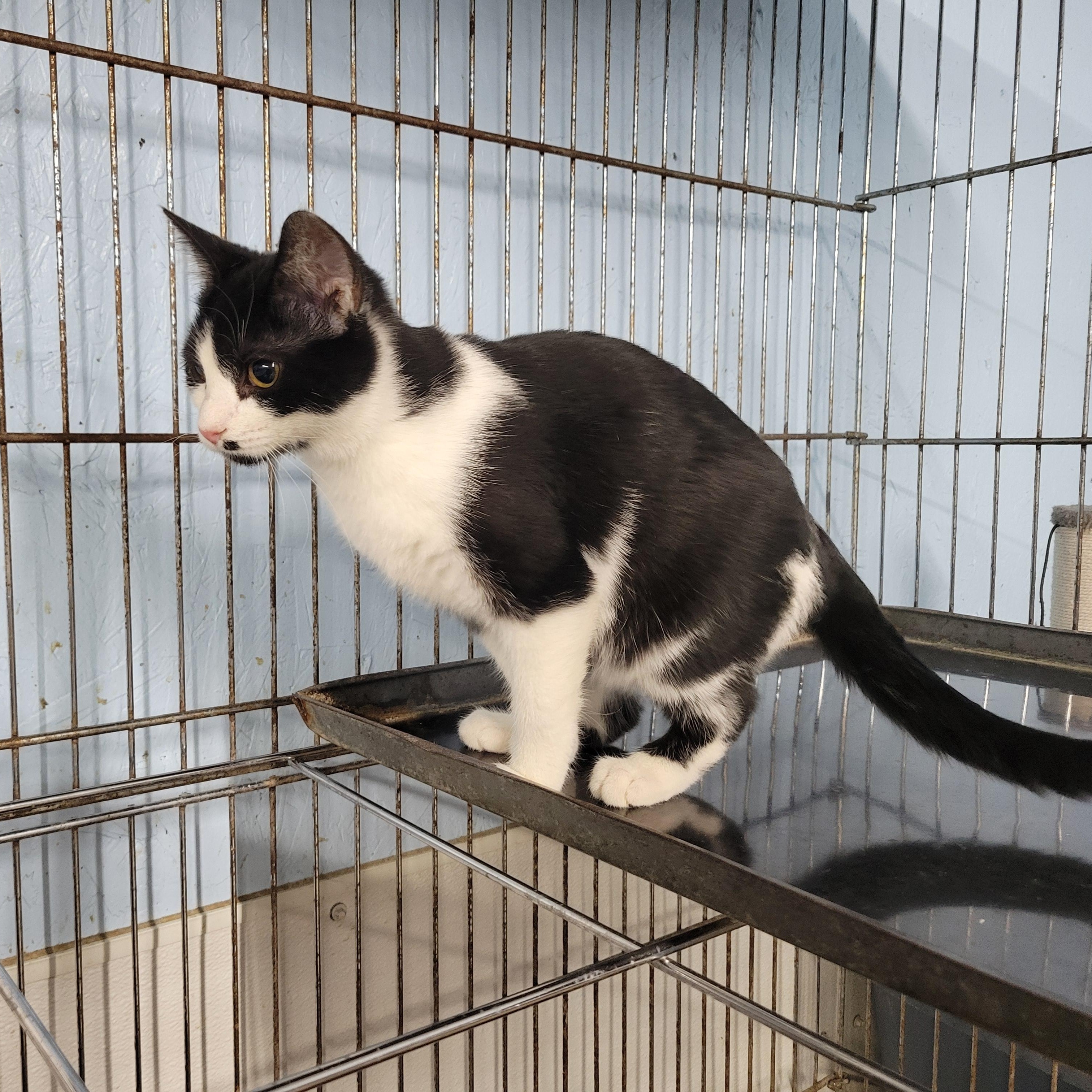 Enlarge Juliet, a ADOPTABLE Domestic Short Hair in Clarinda, IA image 2/2