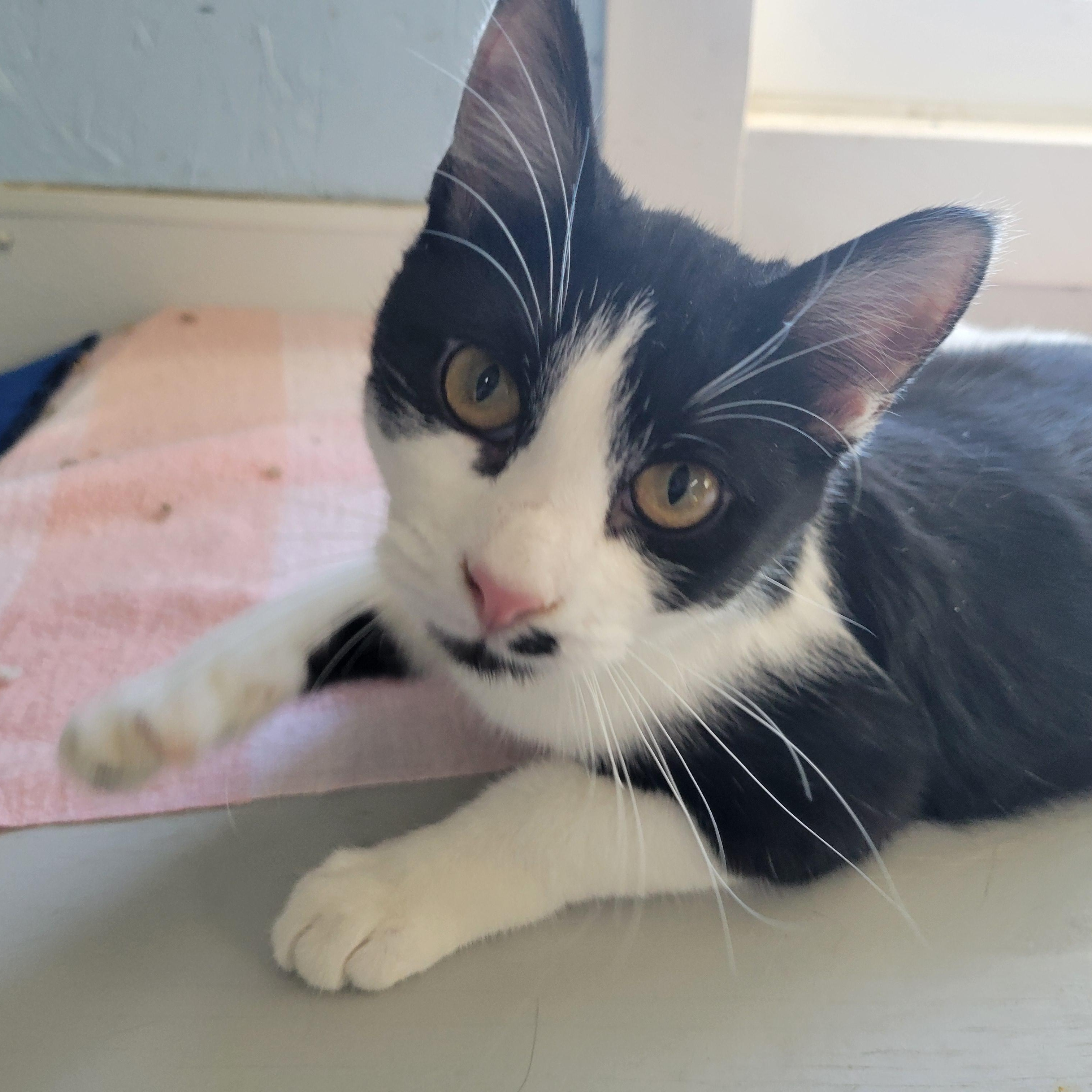 Enlarge Juliet, a ADOPTABLE Domestic Short Hair in Clarinda, IA image 3/6