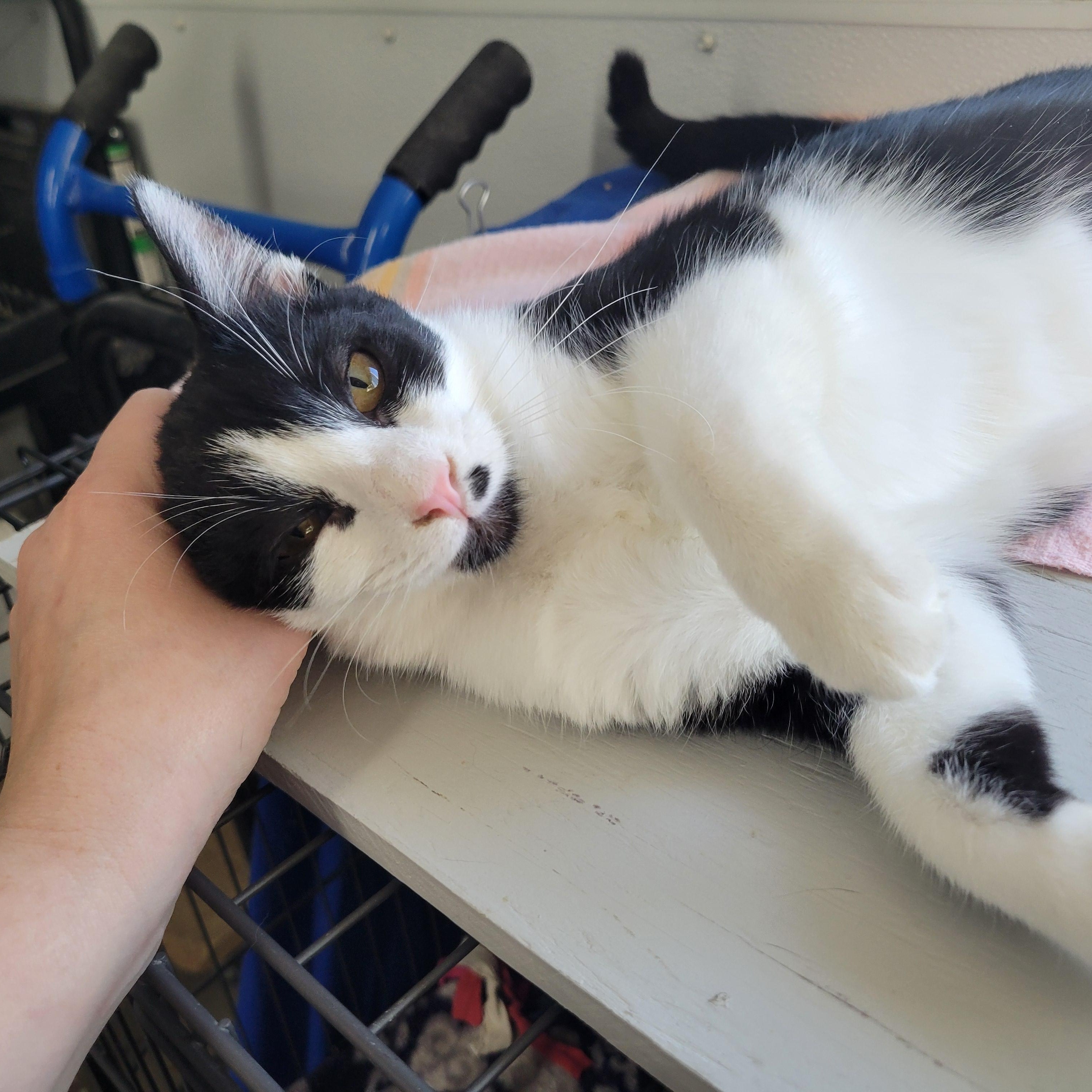 Enlarge Juliet, a ADOPTABLE Domestic Short Hair in Clarinda, IA image 4/6