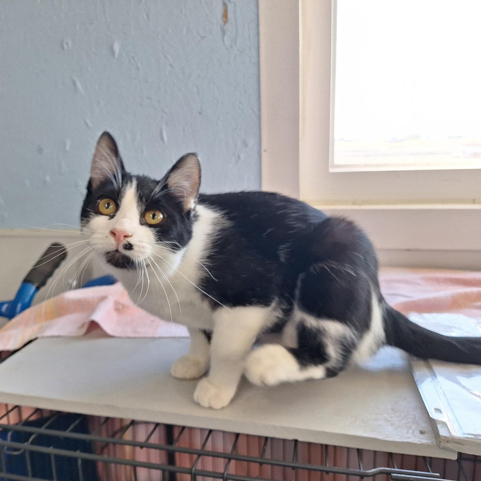 Enlarge Juliet, a ADOPTABLE Domestic Short Hair in Clarinda, IA image 2/6