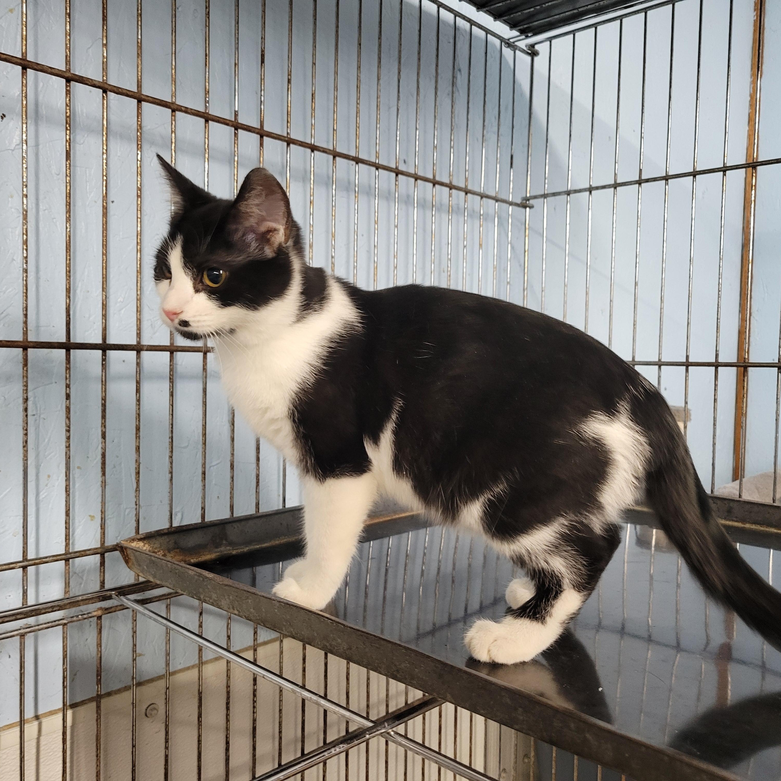 Enlarge Juliet, a ADOPTABLE Domestic Short Hair in Clarinda, IA image 1/2