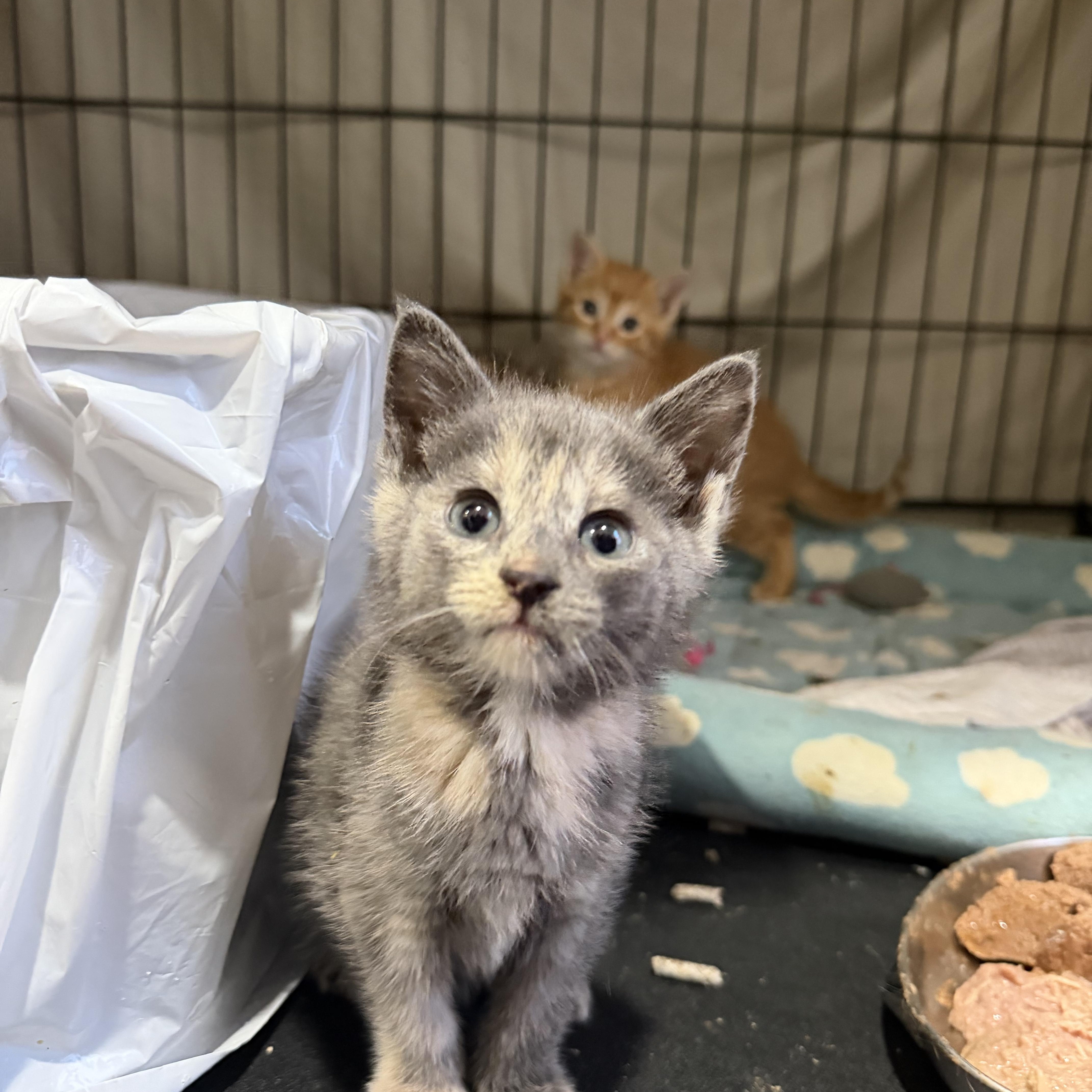 Taterina, ADOPTABLE, Kitten Female Domestic Short Hair.