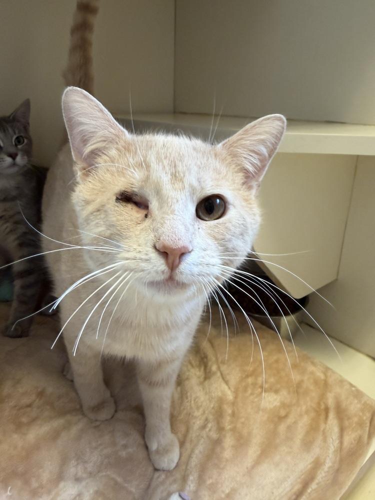 Connor, Adoptable, Young Male Domestic Short Hair.