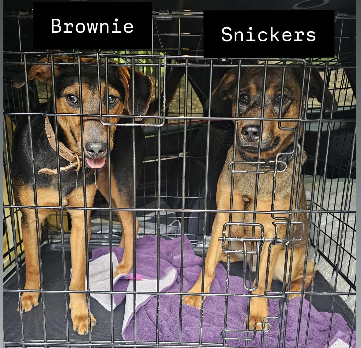 Brownie