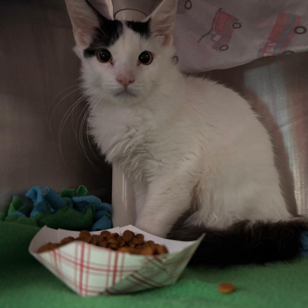 Clank FKA Eric, Adoptable, Kitten Male Domestic Short Hair & Domestic Medium Hair.
