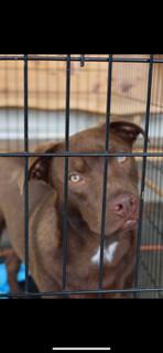 Enlarge Miller, a Adoptable mixed breed in Livingston, TX image 1/2