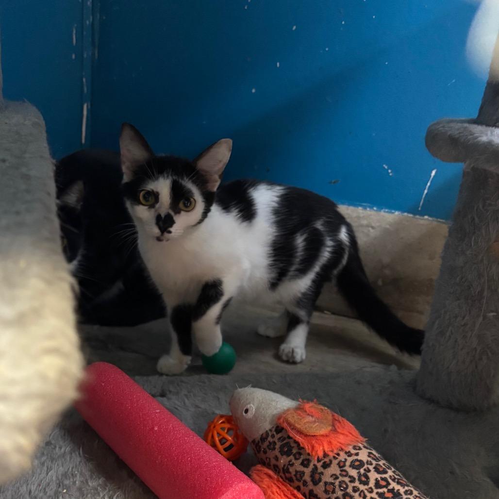 Aiko, Adoptable, Young Male Domestic Medium Hair.