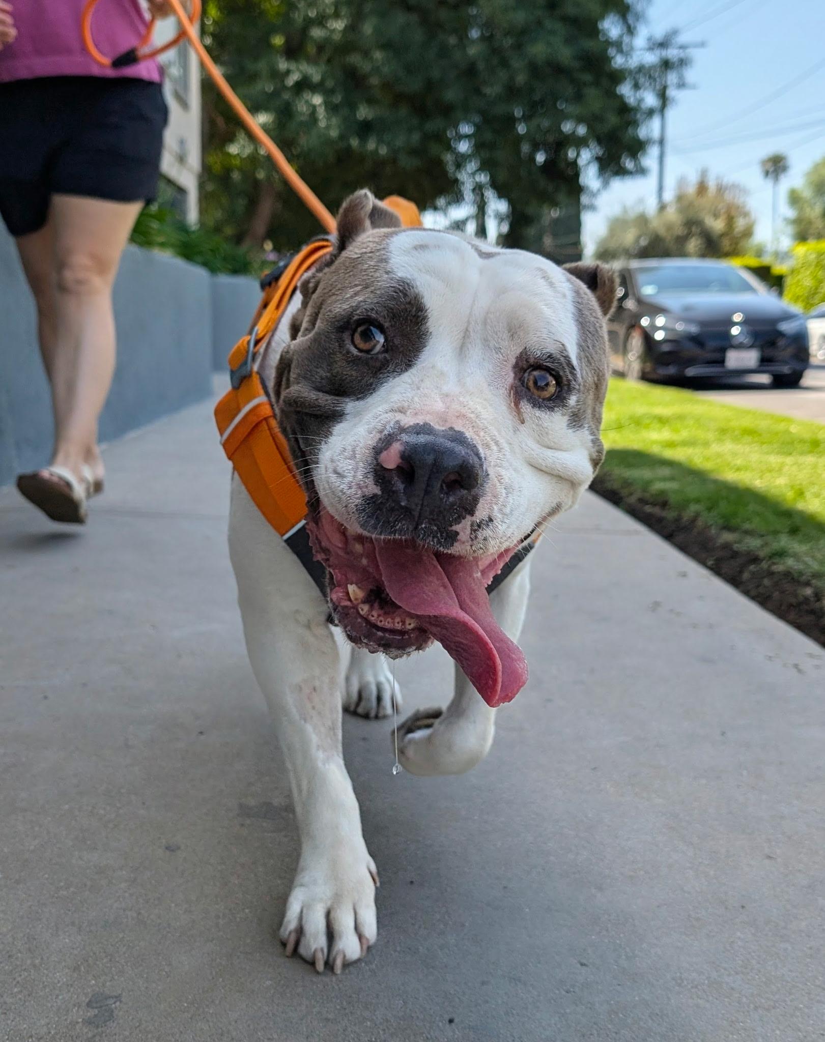 Butterball, ADOPTABLE, Senior Female Pit Bull Terrier.