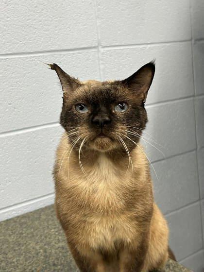 Cotton, Adoptable, Adult Male Domestic Short Hair & Domestic Short Hair.